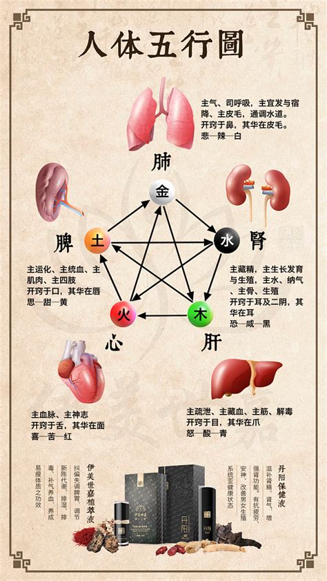 内脏五行|五行